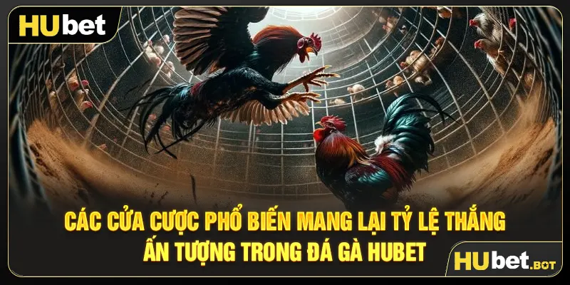 Các cửa cược phổ biến mang lại tỷ lệ thắng ấn tượng trong đá gà Hubet