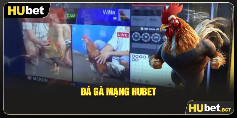 Đá gà mạng Hubet
